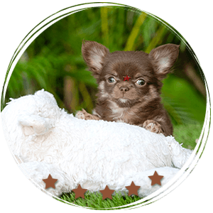 Teacup Chihuahua Girl - Boo