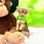 Teacup Chihuahua Boris
