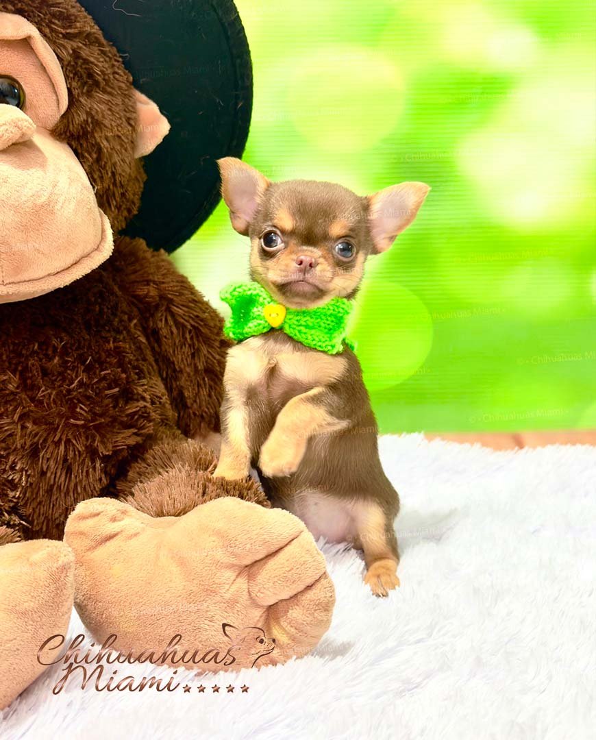 Teacup Chihuahua Boris