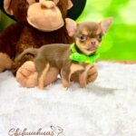 Teacup Chihuahua Boris