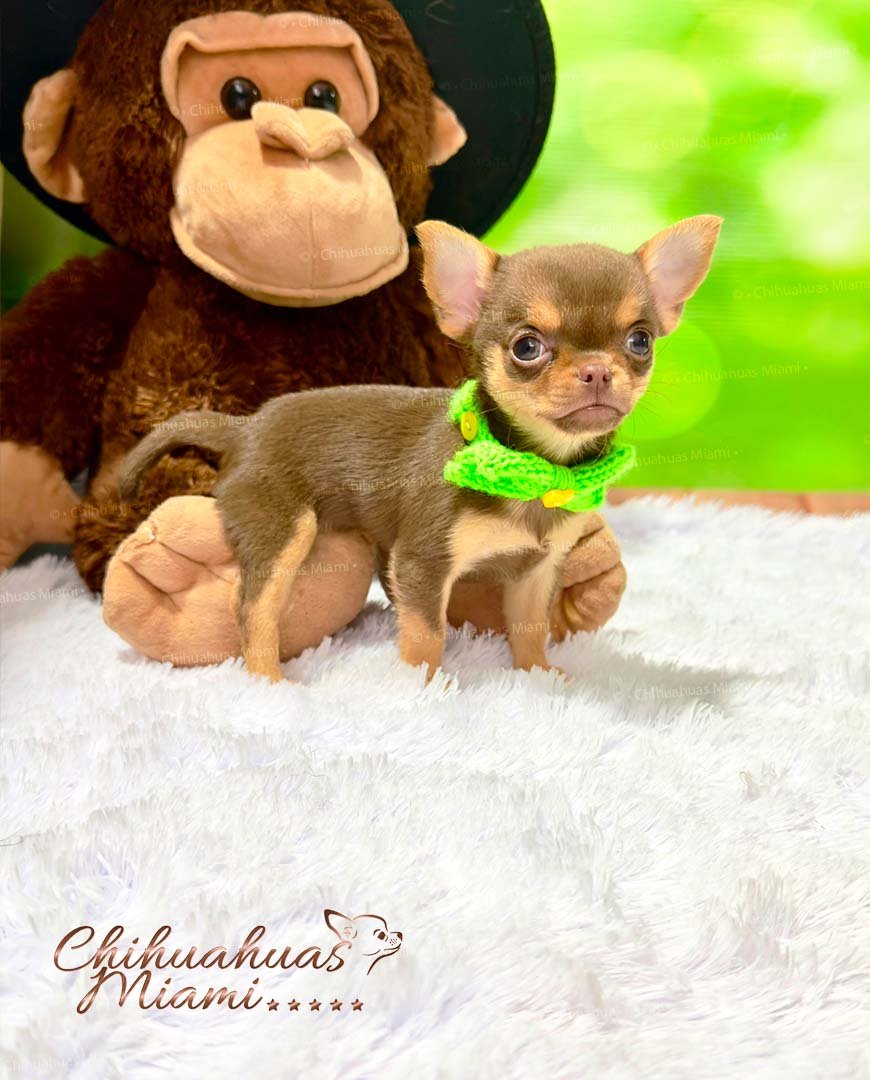 Teacup Chihuahua Boris
