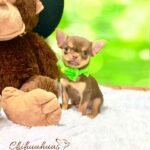 Teacup Chihuahua Boris