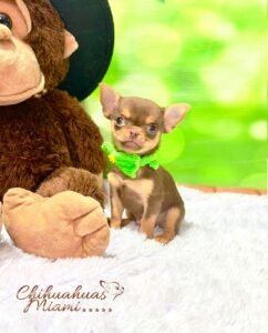 Teacup Chihuahua Boris