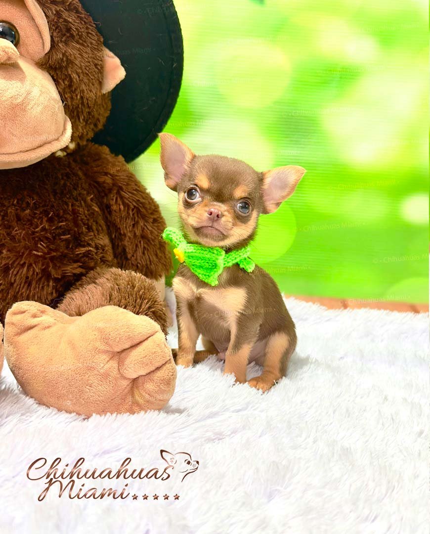 Teacup Chihuahua Boris