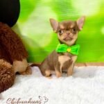 Teacup Chihuahua Boris