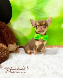 Teacup Chihuahua Boris