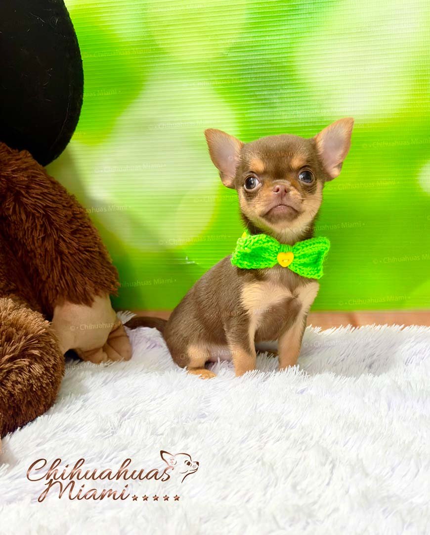 Teacup Chihuahua Boris