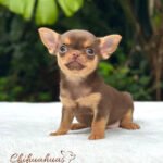 Teacup Chihuahua Boris