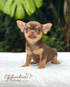 Teacup Chihuahua Boris