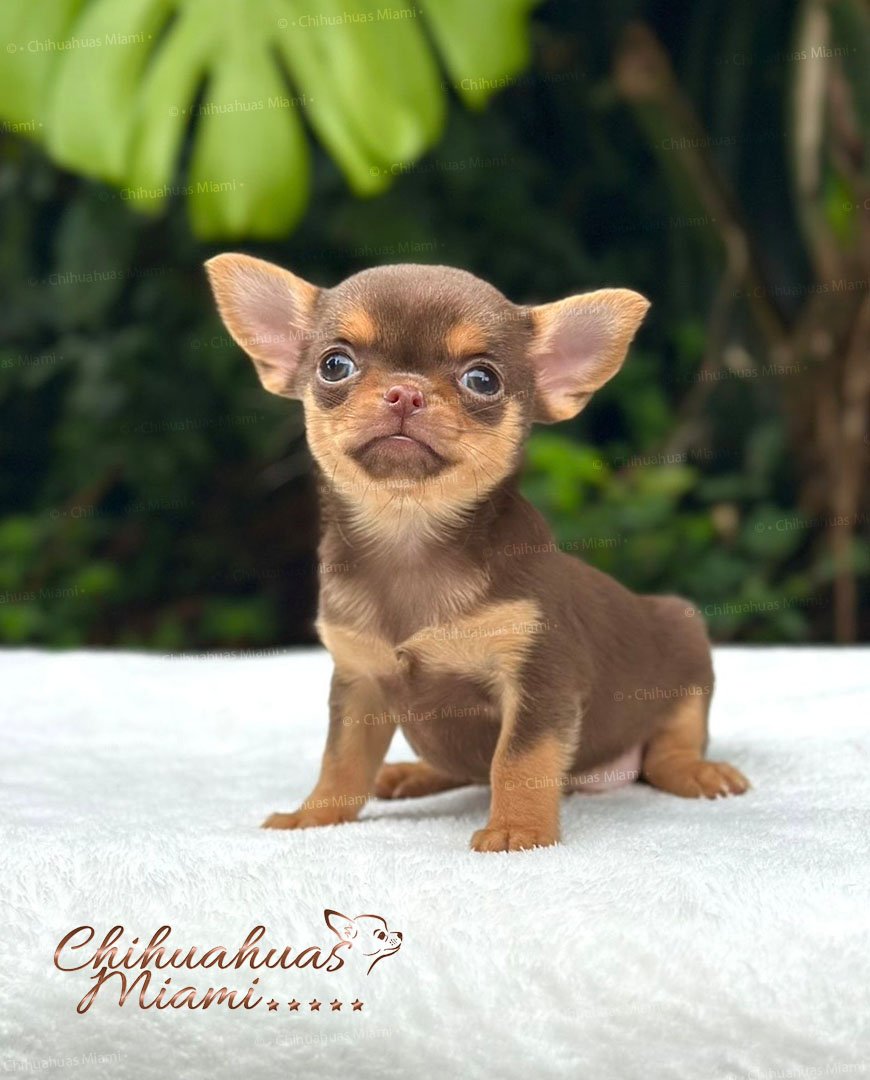 Teacup Chihuahua Boris