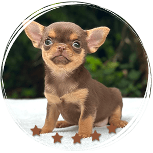 Teacup Chihuahua Boris