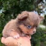 Teacup Chihuahua Boss