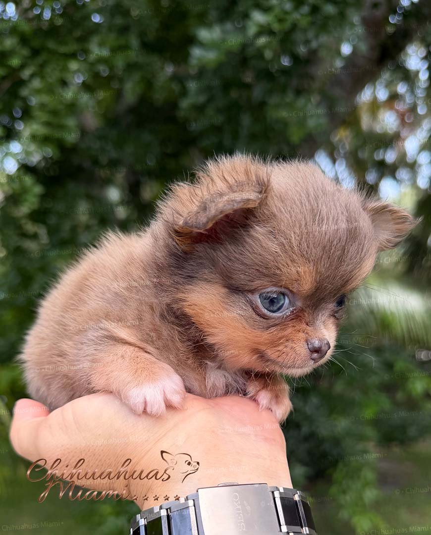 Teacup Chihuahua Boss