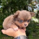 Teacup Chihuahua Boss