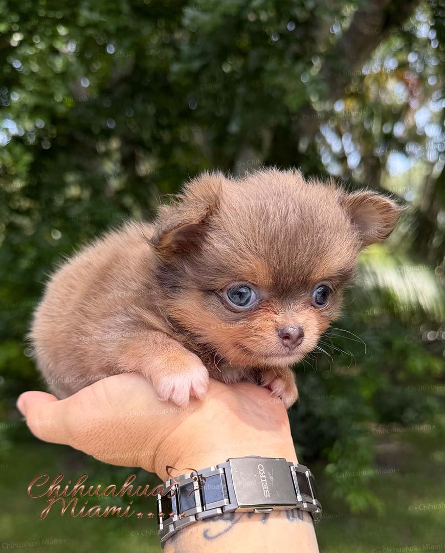 Teacup Chihuahua Boss
