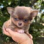 Teacup Chihuahua Boss