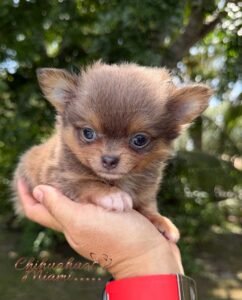 Teacup Chihuahua Boss