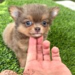 Teacup Chihuahua Boss