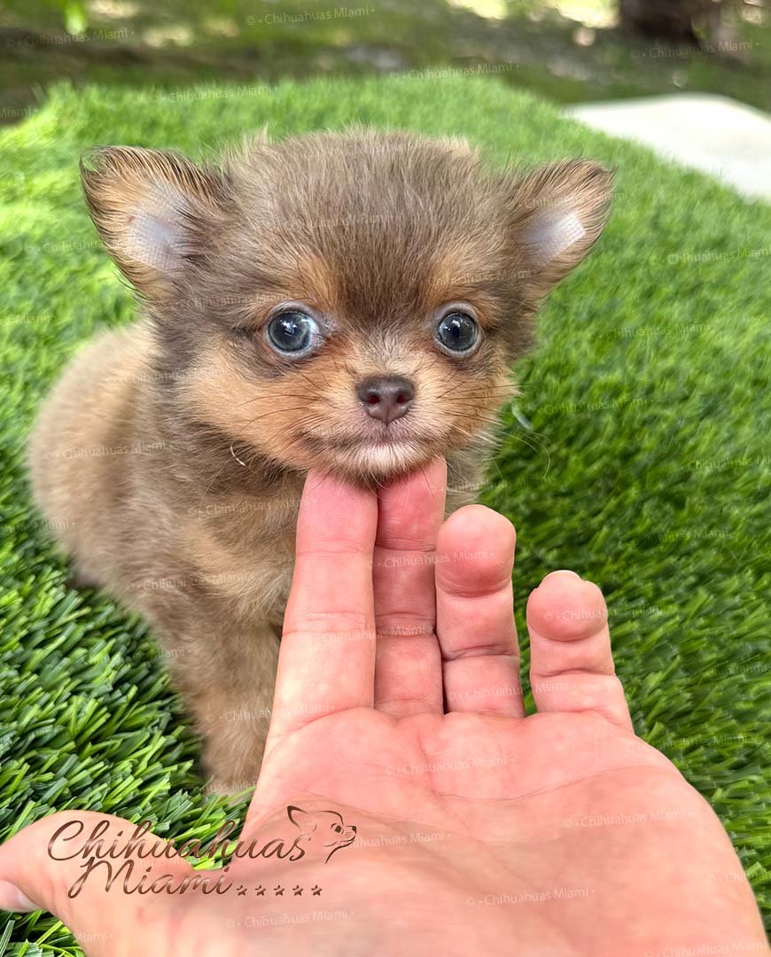 Teacup Chihuahua Boss