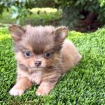 Teacup Chihuahua Boss
