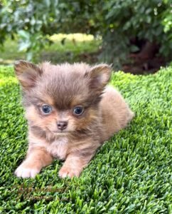 Teacup Chihuahua Boss