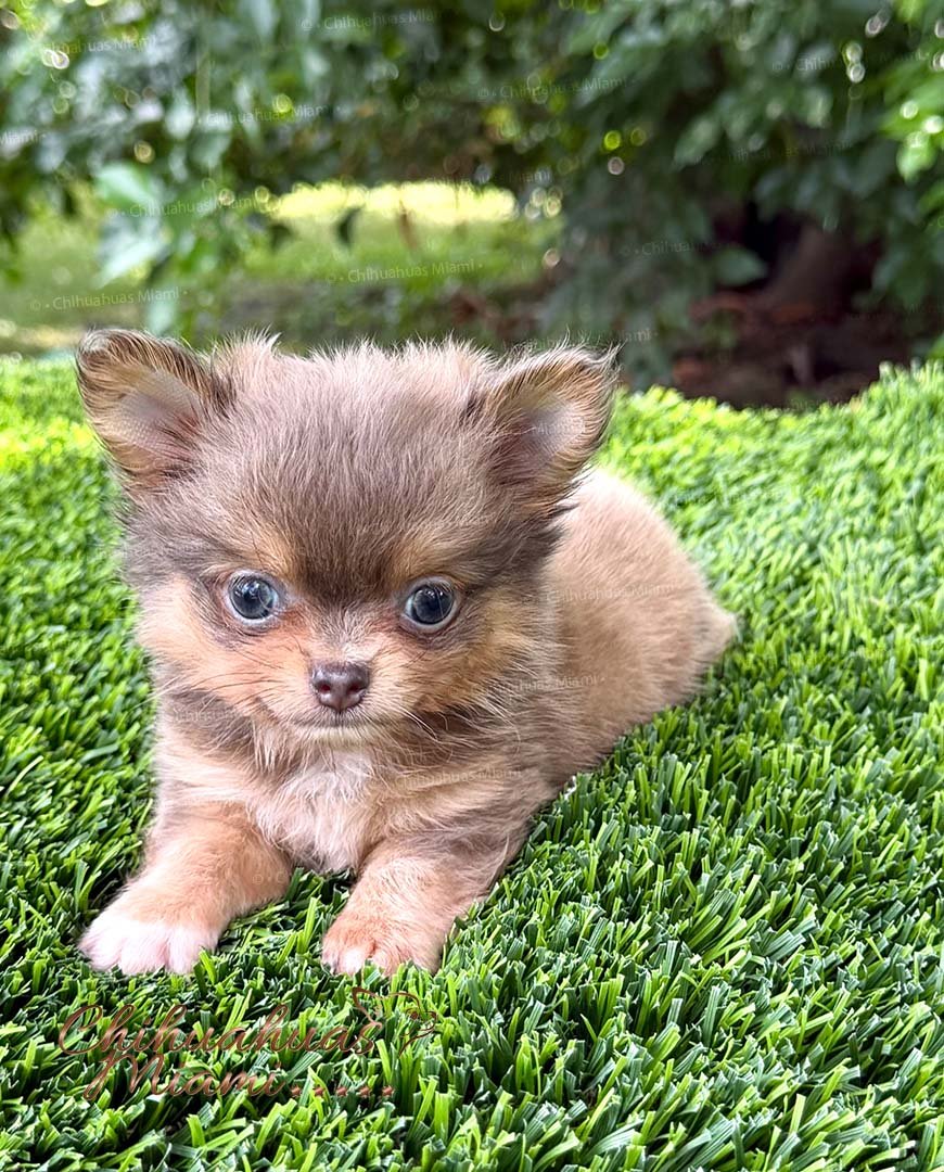 Teacup Chihuahua Boss