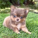 Teacup Chihuahua Boss