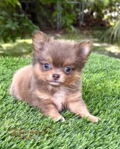 Teacup Chihuahua Boss