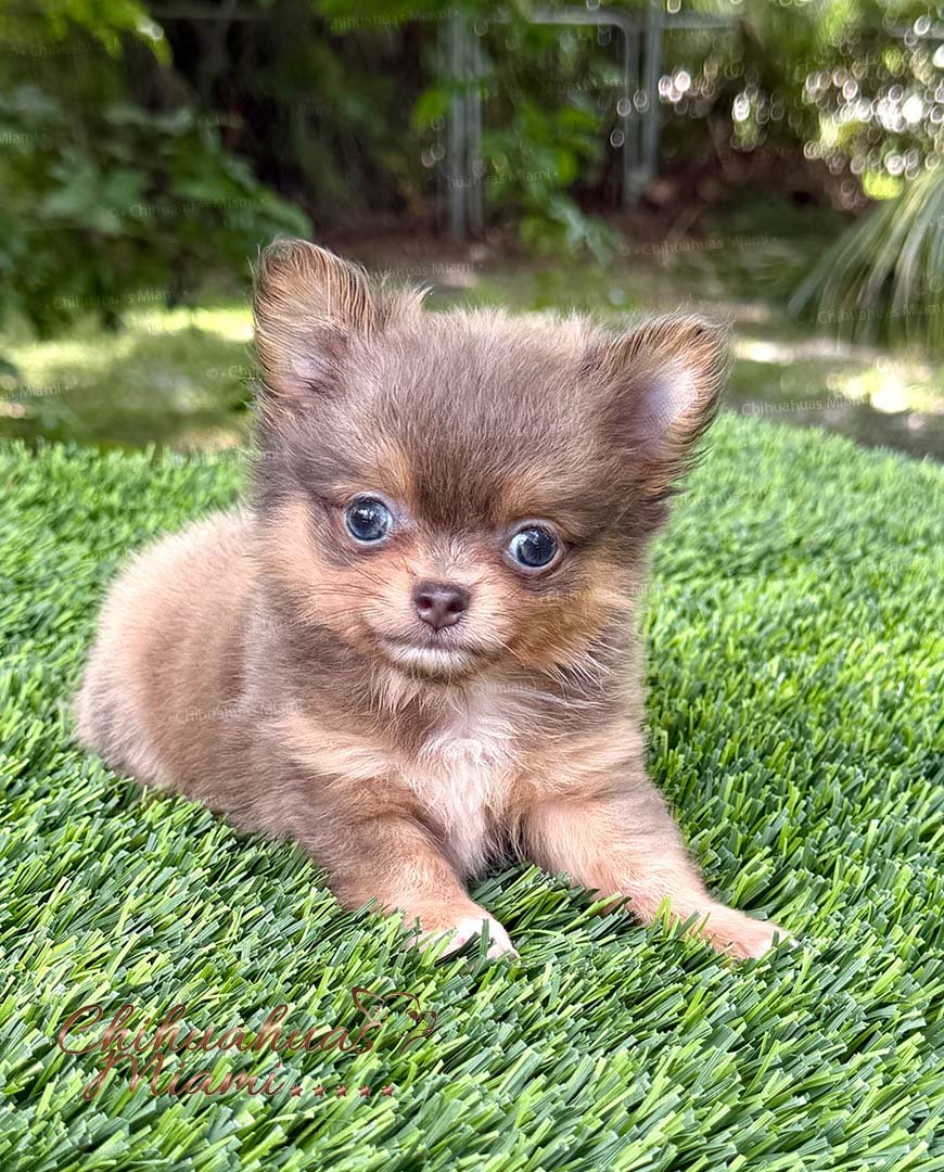 Teacup Chihuahua Boss