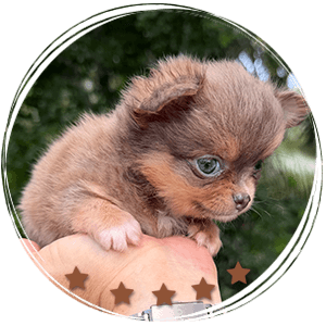 Teacup Chihuahua Boss