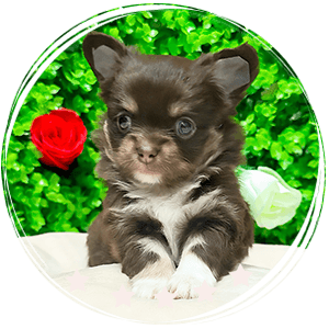 Bruno