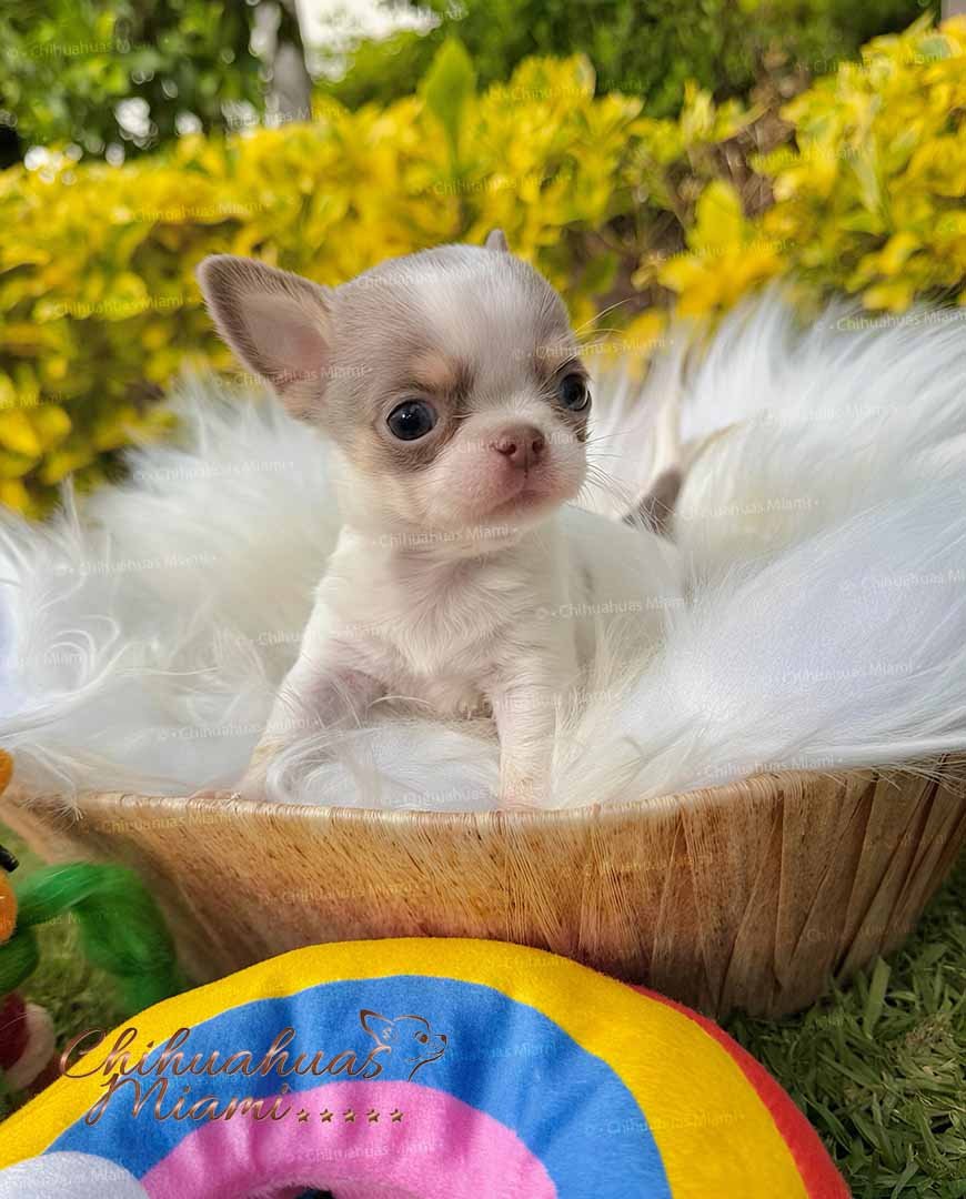 Teacup Chihuahua Bubba