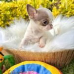 Teacup Chihuahua Bubba