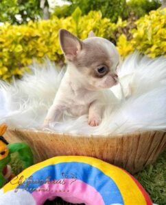 Teacup Chihuahua Bubba
