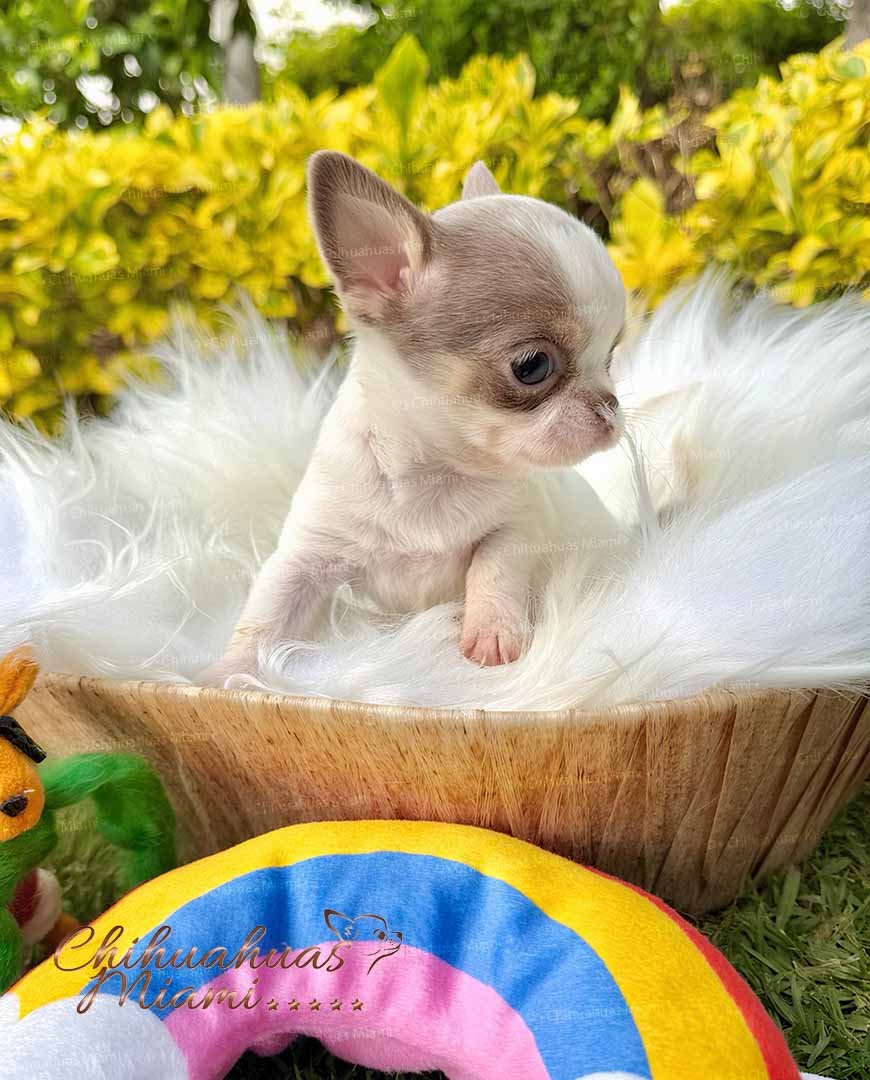 Teacup Chihuahua Bubba