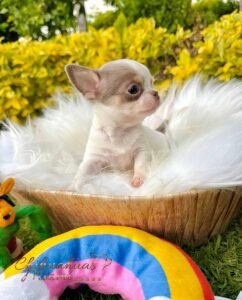 Teacup Chihuahua Bubba