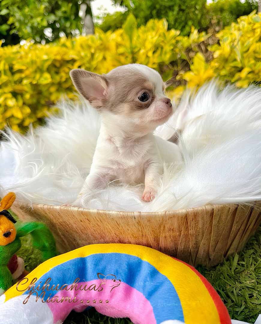 Teacup Chihuahua Bubba
