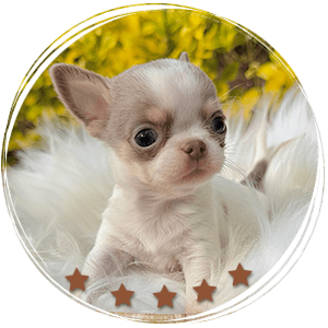 Teacup Chihuahua Bubba