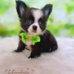 Teacup Chihuahua Capuchino