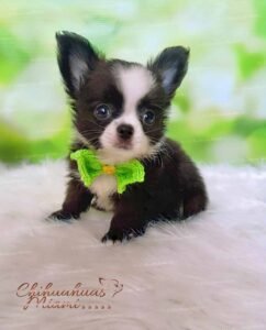 Teacup Chihuahua Capuchino