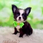 Teacup Chihuahua Capuchino