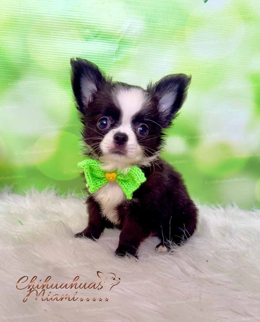 Teacup Chihuahua Capuchino