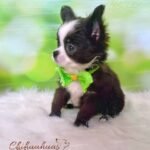 Teacup Chihuahua Capuchino