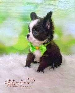 Teacup Chihuahua Capuchino