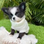 Long Hair Chihuahua Capuchino