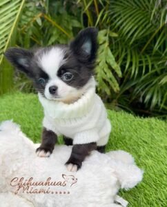 Long Hair Chihuahua Capuchino