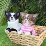 Capuchino and Cookie