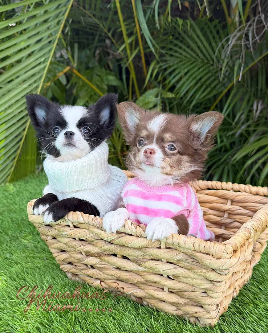 Capuchino and Cookie