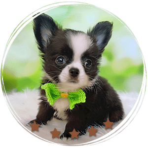 Long Hair Chiihuahua Capuchino