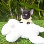 Curious and Tenderes Teacup Chihuahua Puppy